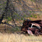 Rusted truck on the Johnson Ranch