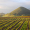 Islay Hill & vineyards, 04-07-08
