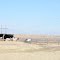 Horses near Shelby, MT 14 April 2012