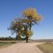Scribner, NE: Lone Tree, northeast of town