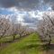 Jack Tone Road Orchard