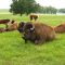 Bison