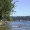Geese Watching - Seward Park