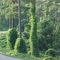 Kudzu in Alabama
