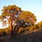 Schnebly Hill Road Tree