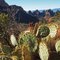 Prickly Pear and red rocks