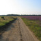 Kennebunk Plains in August