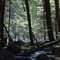 Massabesic Experimental Forest - Alfred, Maine