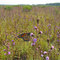 Monarch on blazing star
