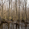 Dismal Swamp 2