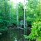 Roadside Dismal Swamp, Gates County, NC
