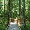 Great Dismal Swamp boardwalk