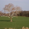 Tree's Last Stand