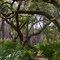 Old Oaks