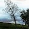 Leaning Tree