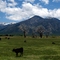 Cows graze under Pueblo Peak (Taos Mountain) and Vallecito Mountain
