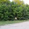Wendy O'neil Memorial Preserve