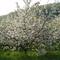 Apple tree