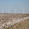 Windfarm and cotton field-Snyder, TX