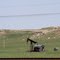 Sidney, Oil Extraction