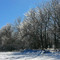 Crystalline forest