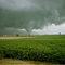 Tornado
