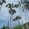 Pandanus Tree - Kosipe