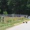 Guinea fowl crossing a country road