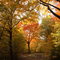 Oct 2004 - Plymouth, Minnesota. Peak fall colors in the disc golf course at Plymouth Creek Park.