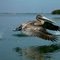 Pelican take off on Buttonwood Cove