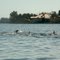 Dolphin play