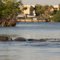 Manatees mating, Buttonwood Cove, Sarasota Bay