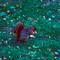 Fox Squirrel