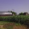 Old Barn and Corn Field, Stevens Point, WI
