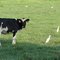 A calf and her egrets
