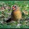 Oops...You Caught Me With My Mouth Full.....Female Cardinal