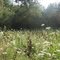 West County Regional Trail near Graton, Sonoma County, CA