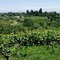 Iron Horse Winery 3, Russian River, Sonoma, CA