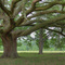 Bridjo Live Oak, Movella, Ms