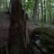 Stump and rock