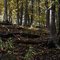 Forest texture