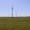 Windmills and Cows