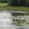 Marshy Bay @ Indian Point