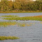 Migrating Fall Ducks in Bay