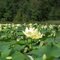 Water Lilies
