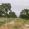 Papaya Grove at  the USDA Tropical Fruits Laboratory