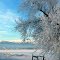 Bald Eagle in Tree