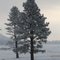 Frosted Pine