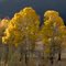 Baxtor Creek Aspens