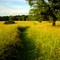 Meadow Path